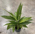 8" Aspidistra Cast Iron Green